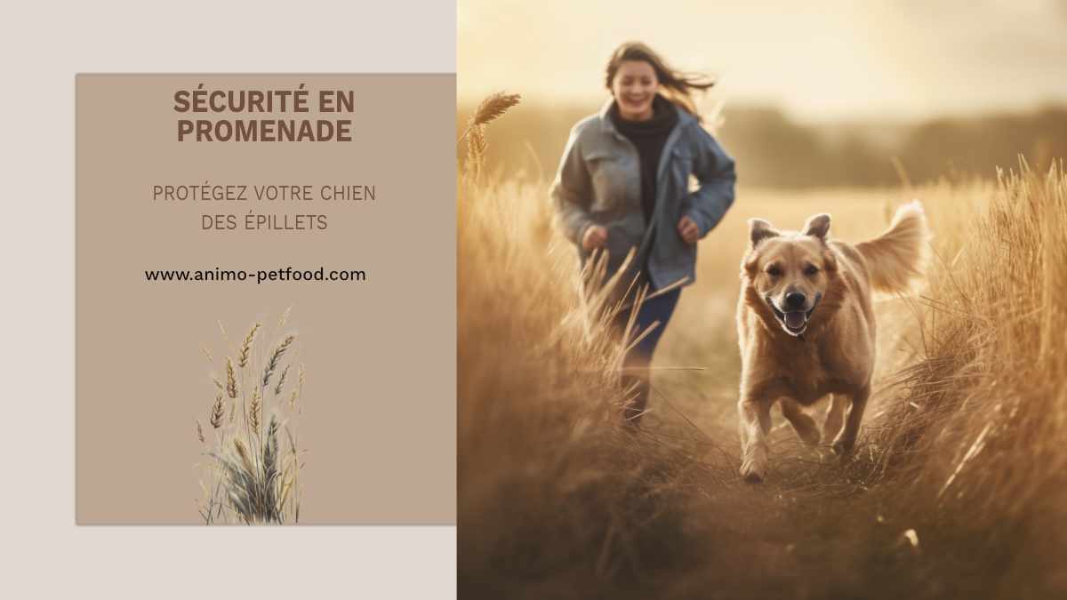 conseils_prevention_epillets_promenade_chien